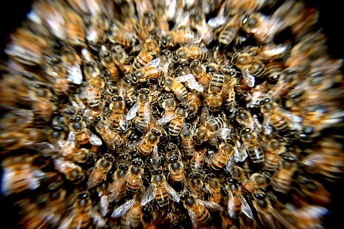 bees-276190_1920_s