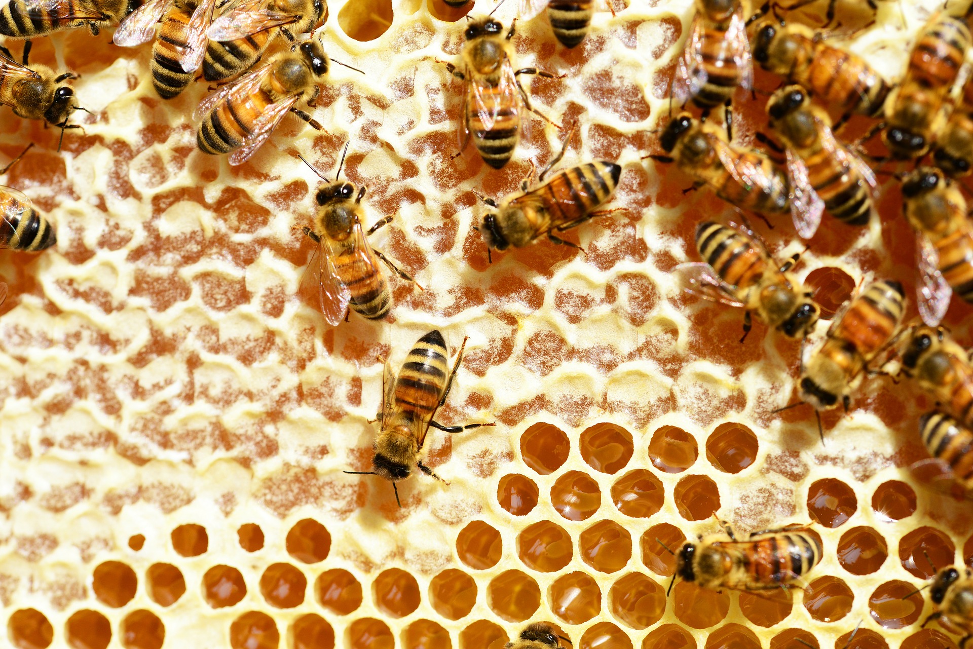 bees-345628_1920